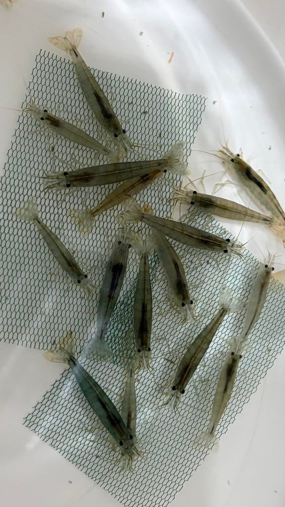 Amano Japonica XL garnalen, Kreeft, Krab of Garnaal