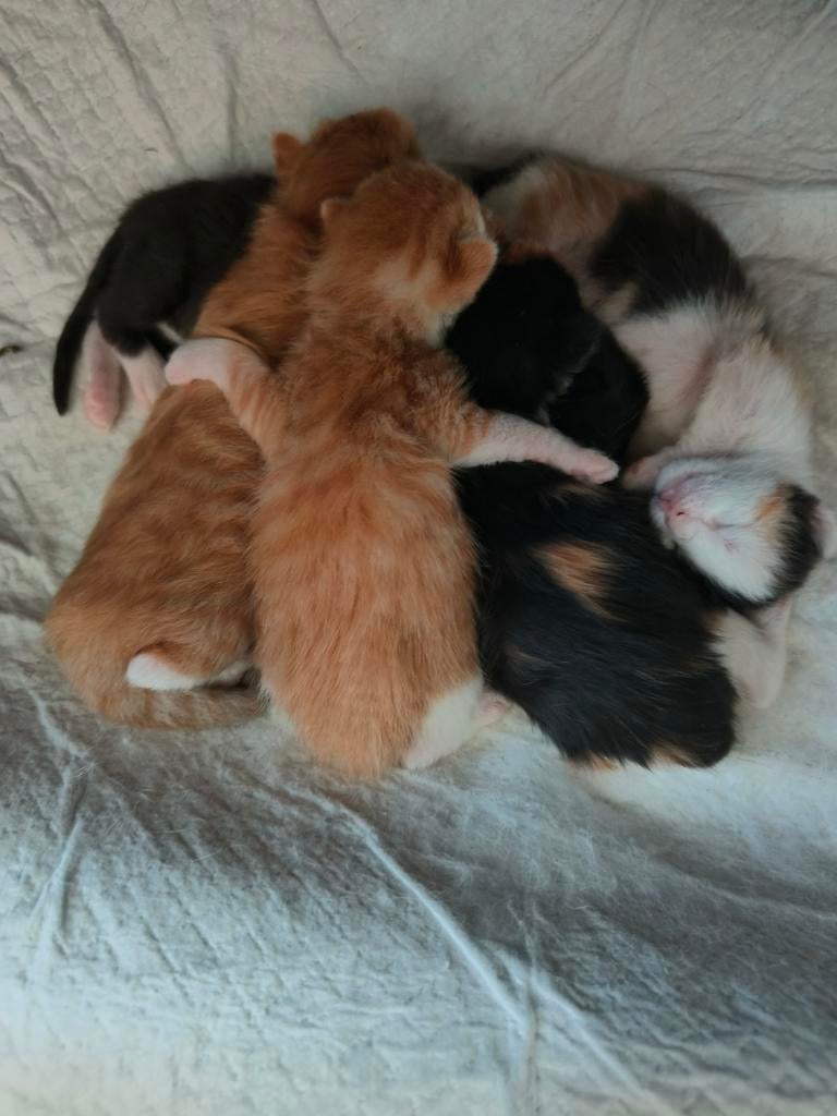 5 Kittens mogen weg rond 18 juni, Dieren en Toebehoren, Katten en Kittens | Overige Katten, Meerdere dieren, Kortharig, 0 tot 2 jaar