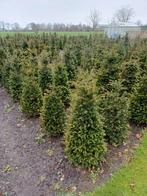 Taxus Baccata, Ophalen, Taxus, Haag, 100 tot 250 cm