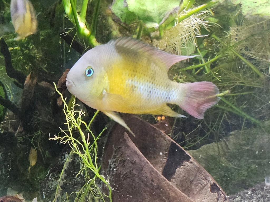 Gratis Cryptoheros Cutteri man, Vis