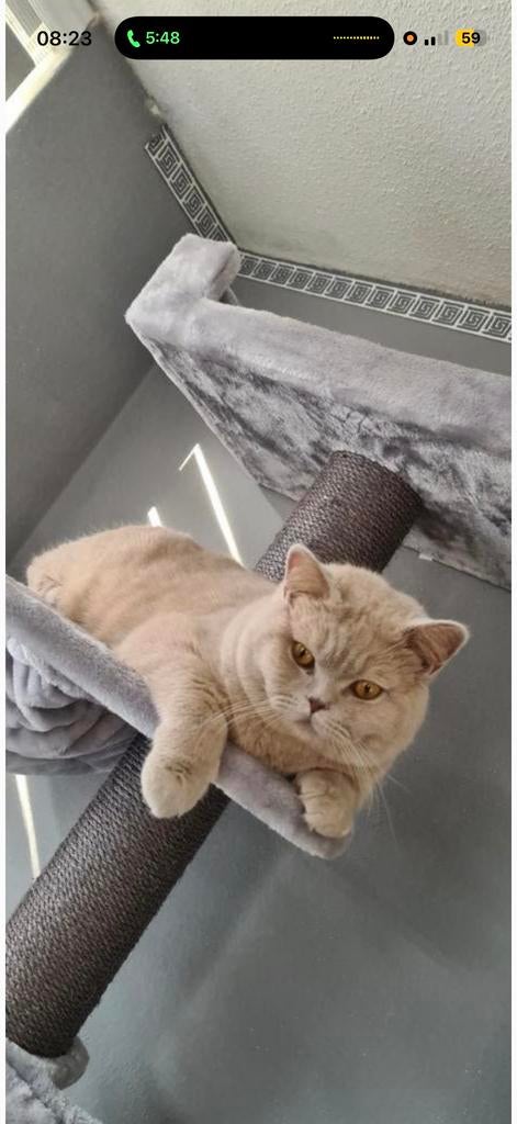 Dekkater britse korthaar te koop, KOOP DEZE KAT NIET!!!!, Poes