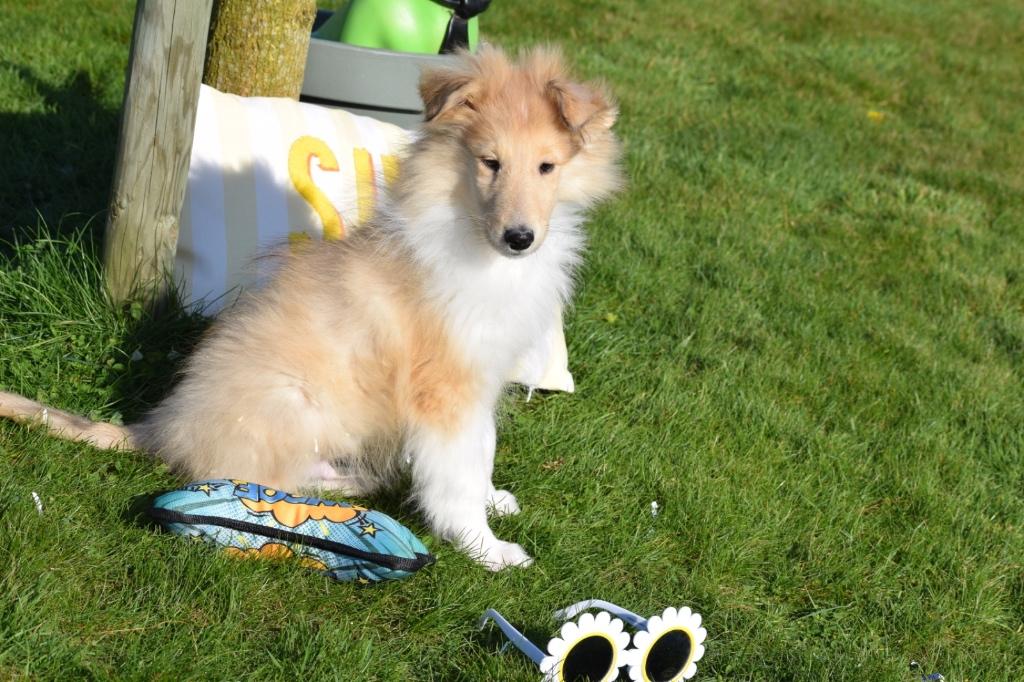 Schotse collie pups lassy laatste uit nestje, Dieren en Toebehoren, 15 weken tot 1 jaar, Buitenland, Collie, Parvo