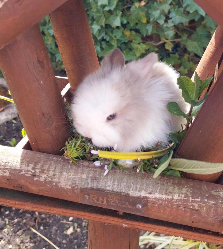 Te koop minilop rammetje, Dieren en Toebehoren, Konijnen, Dwerg, Meerdere dieren