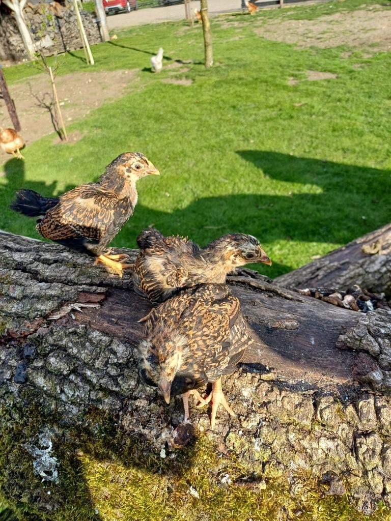 Barnevelder krielkuikens, Dieren en Toebehoren, Geslacht onbekend, Kip