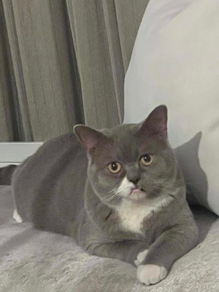 kater, Dieren en Toebehoren, Kater, Gechipt