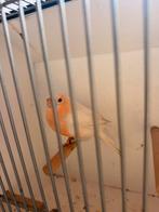 Goudvink man, Dieren en Toebehoren, Vogels | Kanaries, Mannelijk, Bastaard