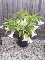 🚩Brugmansia / Engelentrompet Stekken Wit - De Laatste❗️, Ophalen of Verzenden, Overige soorten, Volle zon