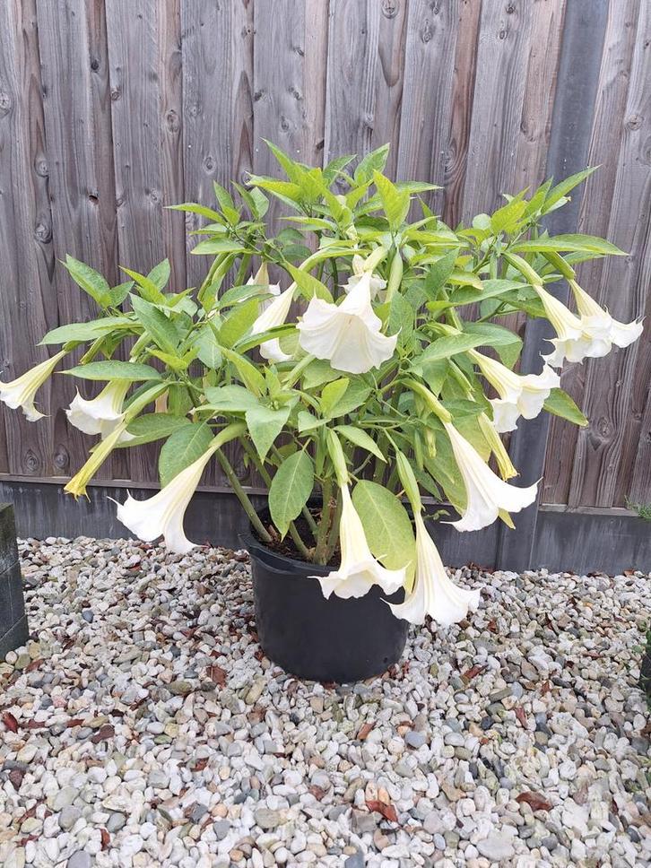 🚩Brugmansia / Engelentrompet Stekken Wit - De Laatste❗️, Tuin en Terras, Planten | Tuinplanten, Overige soorten, Volle zon, Ophalen of Verzenden