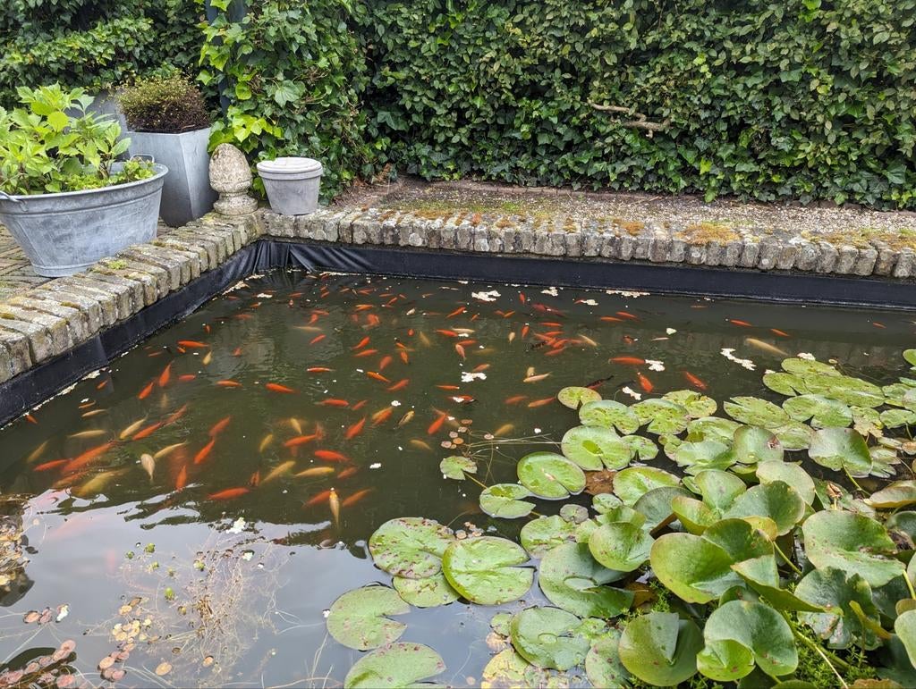 Goudvissen, Dieren en Toebehoren, Vissen | Vijvervissen, Goudvis(sen)