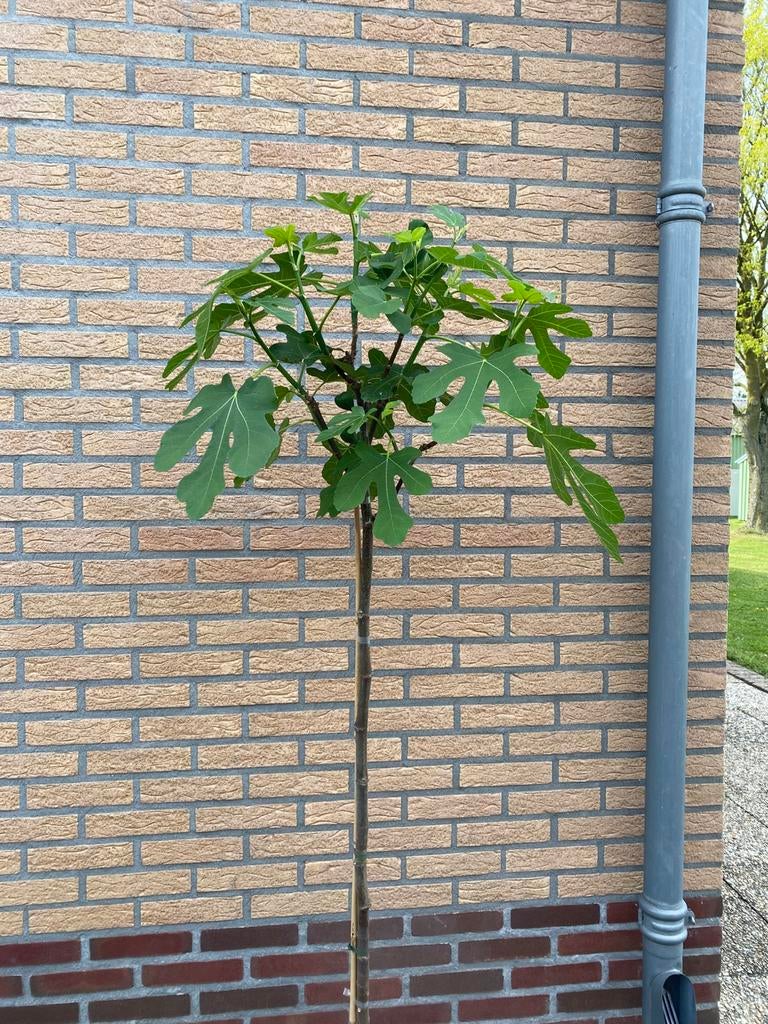 Vijgenboom op stam, Tuin en Terras, Bloeit niet, Overige soorten, 100 tot 250 cm, Ophalen