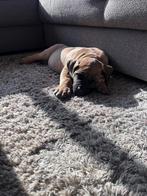 Oppas gezocht, Particuliere oppas