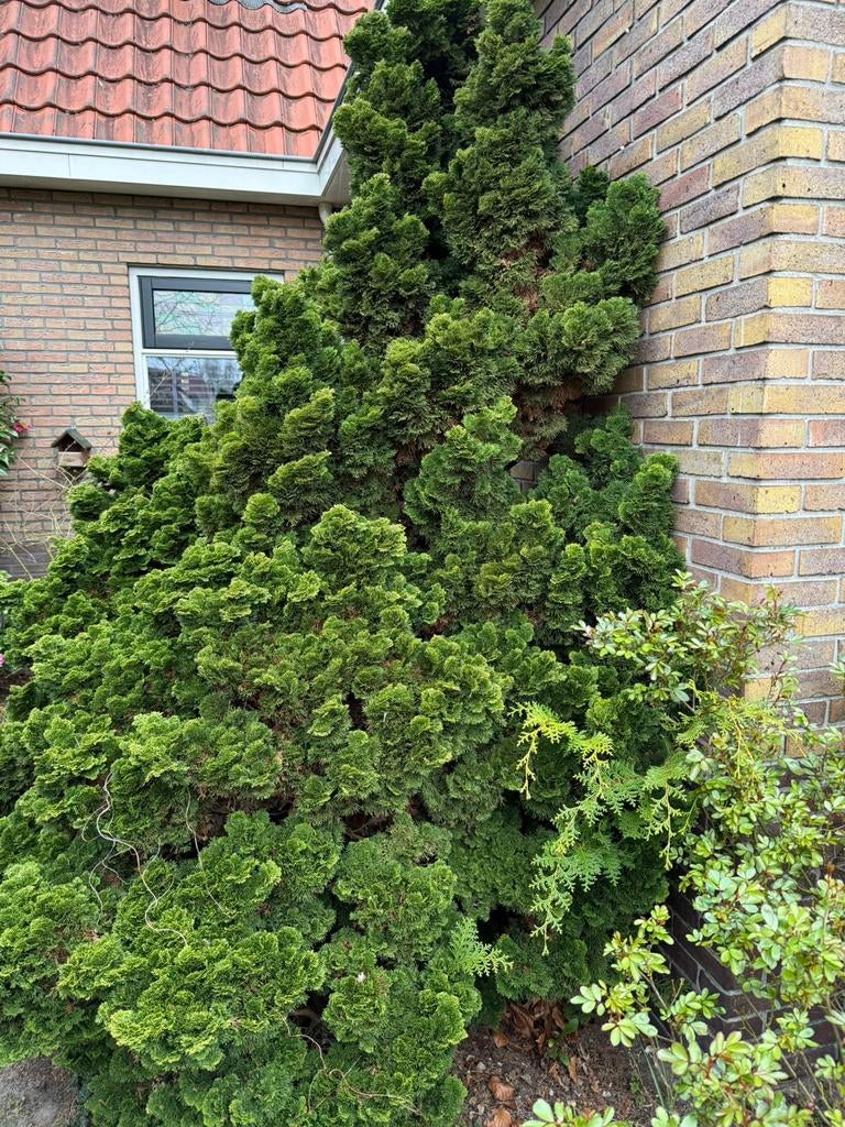 Dwergcipres bijvoorbeeld stekjes maken van de boom, Tuin en Terras, Planten | Bomen, Ophalen, Bloeit niet, Halfschaduw, Overige soorten