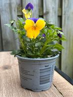 Violen te koop!, Ophalen of Verzenden, Eenjarig, Overige soorten, Halfschaduw