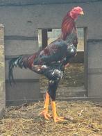 Indio gigante broedeieren - grootste kippen in de wereld, Dieren en Toebehoren, Pluimvee, Meerdere dieren, Kip
