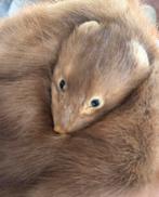 Nerts in zeer mooie staat de staart is een lus, Ophalen, Zo goed als nieuw, Beeldje of Figuurtje