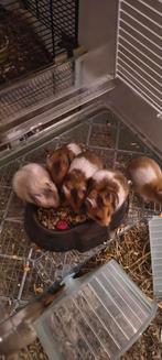 Syrische hamster babies, Dieren en Toebehoren, Hamster, Januari, Meerdere dieren, Tam
