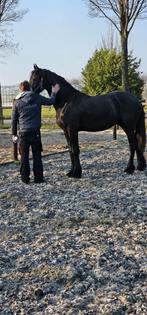 2 jarige hengst, Dieren en Toebehoren, Hengst, Dressuurpaard, 0 tot 2 jaar
