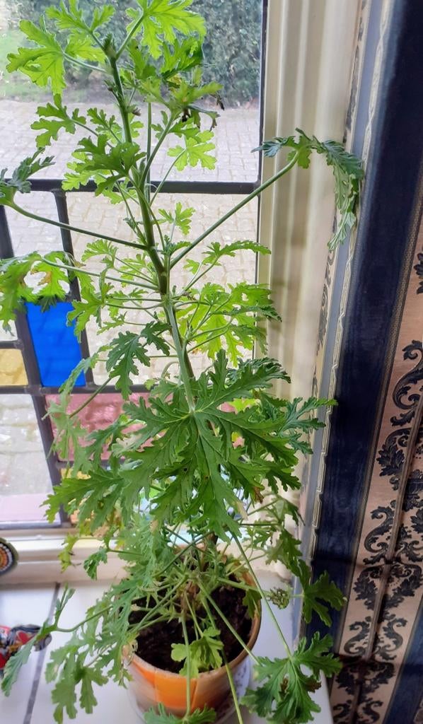 Citroengeranium in pot 65 cm hoog., Huis en Inrichting, Ophalen, Overige soorten, Halfschaduw, In pot