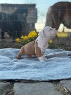 American Bully, België, Fokker | Hobbymatig, Overige rassen, 8 tot 15 weken