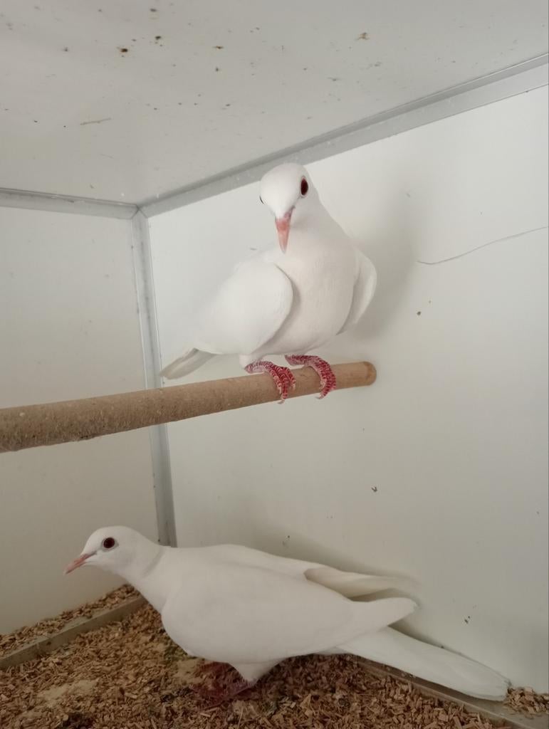 Zeer mooi koppel tortelduifjes, Dieren en Toebehoren, Vogels | Overige Vogels, Meerdere dieren