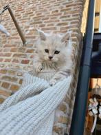 Black Silver Tabby (pale) Maine Coon Kitten Poes, Dieren en Toebehoren, Katten en Kittens | Raskatten | Langhaar, Poes, Met stamboom