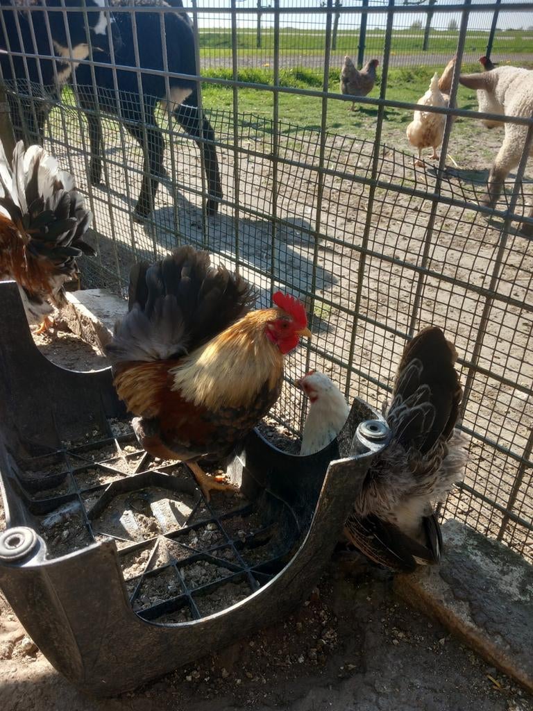 Serama krielhaantje, Dieren en Toebehoren, Pluimvee, Mannelijk, Kip