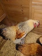 Gratis haan, Mannelijk, Kip