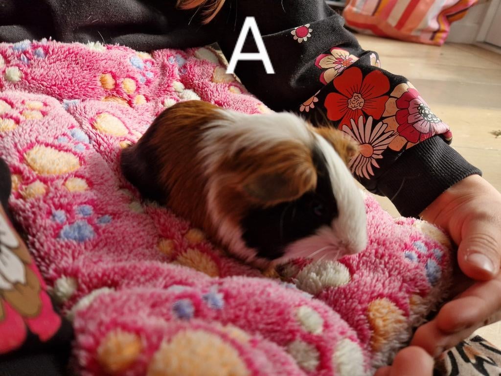 Kleine Cavia's, Dieren en Toebehoren, Knaagdieren, Maart, Mannelijk, Cavia