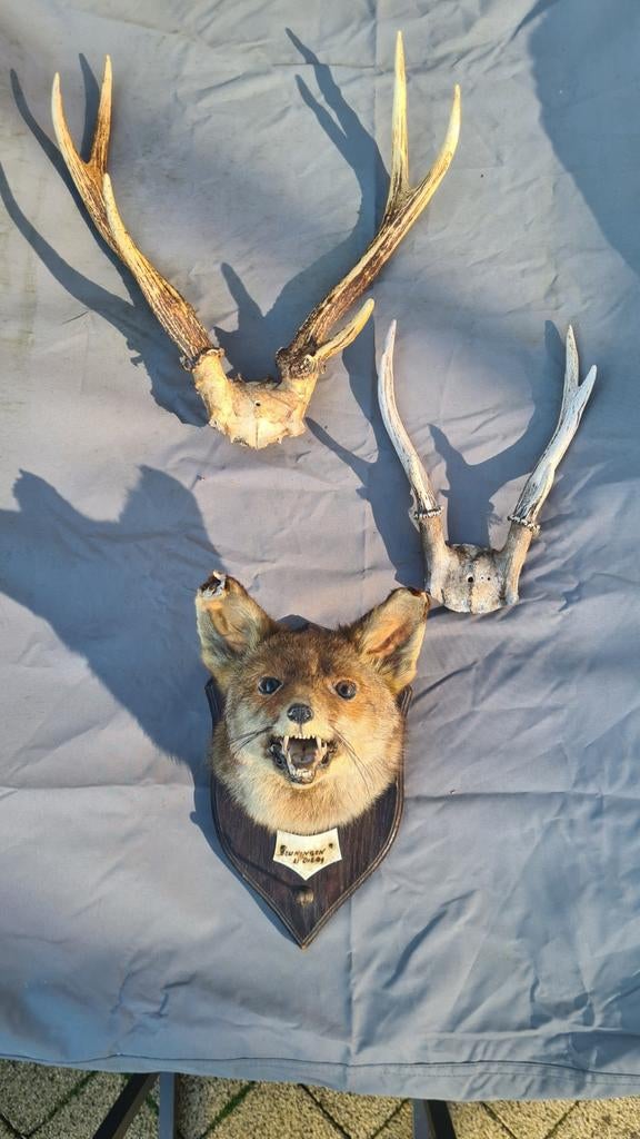 Geweien en opgezette vossenkop, Ophalen of Verzenden, Vogel, Opgezet dier