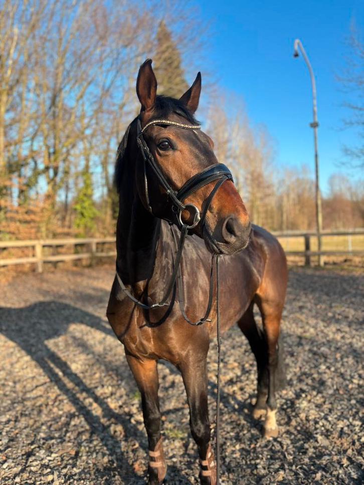 4 jarige dressuur ruin projectpaard!, Dieren en Toebehoren, Paarden