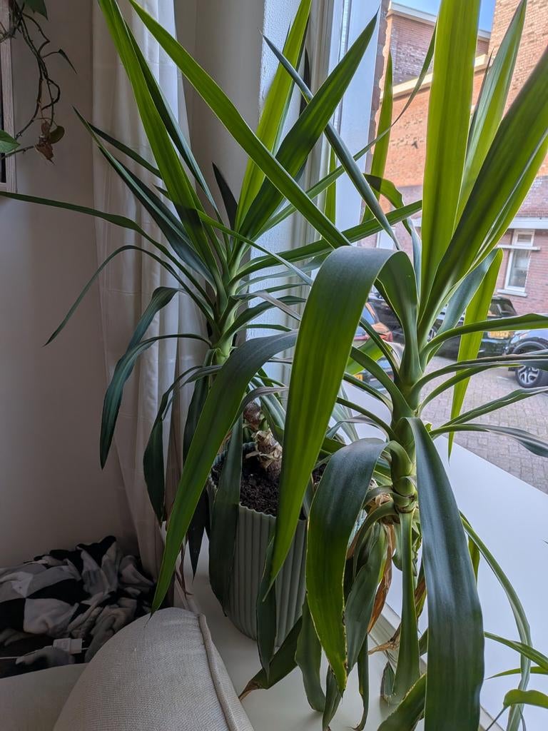Yucca kamerplant, Huis en Inrichting, Kamerplanten, Ophalen, Halfschaduw, Minder dan 100 cm