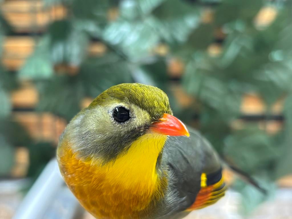 Te koop Japanse nachtegaal man 2019., Dieren en Toebehoren, Mannelijk, Geringd