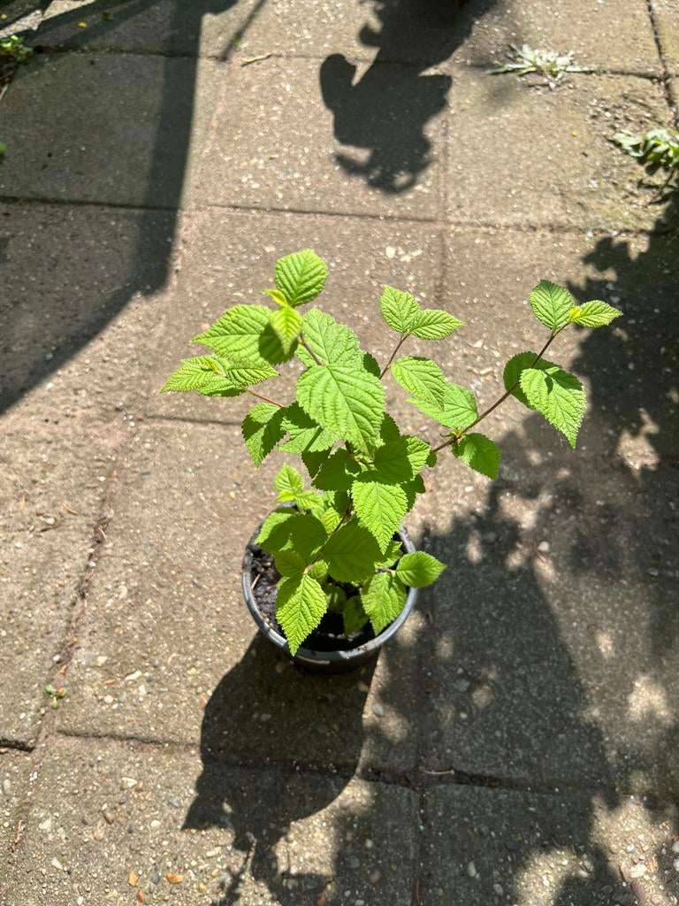 Nanking kers (Prunus tomentosa) — Bio — Winterhard, Ophalen of Verzenden, Overige soorten, Minder dan 100 cm