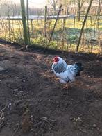 GRATIS af te halen jonge krielhaan colymbia wyandotte, Dieren en Toebehoren, Pluimvee, Mannelijk, Kip