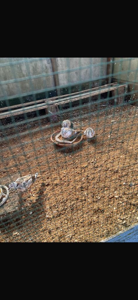 lachduifjes, Geslacht onbekend, Tam