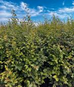 50 groene beuken + kluit, Ophalen of Verzenden, Beukenhaag, 100 tot 250 cm