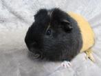 Ter adoptie, opgroeiende beertje, Juli, Mannelijk, Cavia