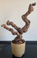 Mooie druivenstronk  houtstronk, Ophalen, Gebruikt