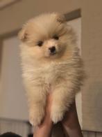 Pomeriaan pup, Keeshond, Teef, Meerdere, Nederland