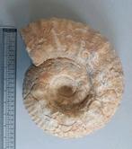 Grote Ammoniet (23 cm) fors exemplaar, Verzamelen, Mineralen en Fossielen, Ophalen of Verzenden