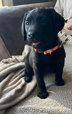 Mooie Zwarte en Bruine Labrador pups met Stamboom!!!, Parvo, 8 tot 15 weken, Labrador retriever, Meerdere