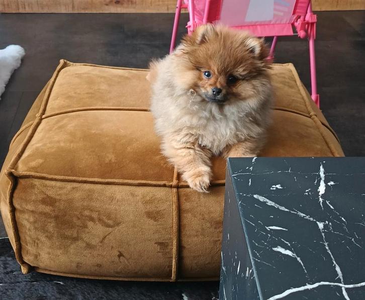 Zeer lieve pomeriaan reutje., Dieren en Toebehoren, Honden | Poolhonden, Keeshonden en Oertypen, Reu, Keeshond, Particulier, Eén hond