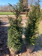 Taxus, Ophalen, Taxus, Struik, 100 tot 250 cm