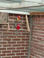 Rosella koppel, Dieren en Toebehoren, Vogels | Parkieten en Papegaaien, Meerdere dieren, Parkiet