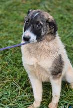 Hera zoekt baasje, Dieren en Toebehoren, Honden | Niet-rashonden, Particulier, 15 weken tot 1 jaar, Buitenland, Teef