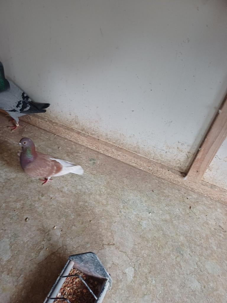 4 Spaanse lok duifjes, Meerdere dieren