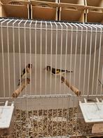 Te koop majoor putter  mannen, Dieren en Toebehoren, Mannelijk, Wildzangvogel