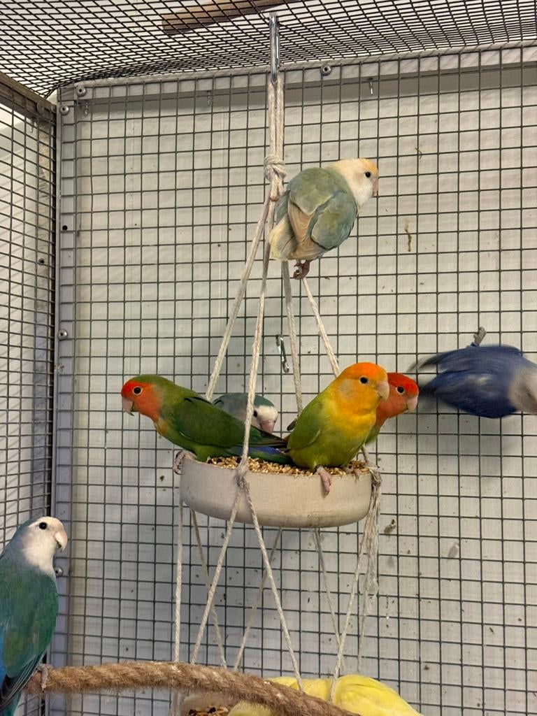 Meerdere roseicollis agapornissen te koop, Geslacht onbekend, Dwergpapegaai of Agapornis, Tam