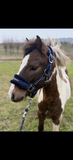 Mooie welsh pony te koop, Ophalen of Verzenden, Overige soorten