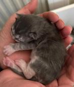 Maine coon kittens, nu bijna 2 weekjes oud. Raszuiver, Dieren en Toebehoren, Katten en Kittens | Raskatten | Langhaar, Meerdere dieren